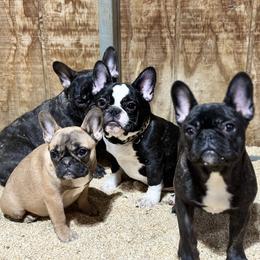 French Bulldog and Labrador Retriever Puppies from Desiree Ortiz's French Bull Dogs and Labrador Retrievers