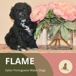 Flame - Portuguese Water Dog puppy from Sailor’s Portuguese Water Dogs