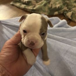 Girl 2 - Lilac female Boston Terrier puppy in Howell, New Jersey from Bill's Boston Babies