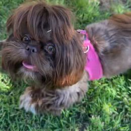 Shih Tzu Puppies from Majestic M Shihtzu’s