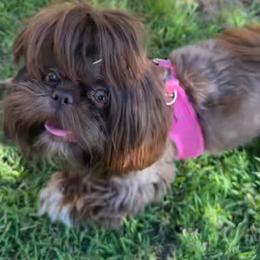 Shih Tzu Puppies from Majestic M Shihtzu’s