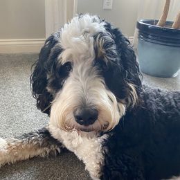 Daisy - Bernedoodle