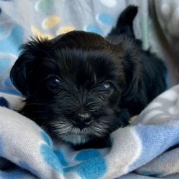 Morkie puppies from Lisa’s Little Yorkies