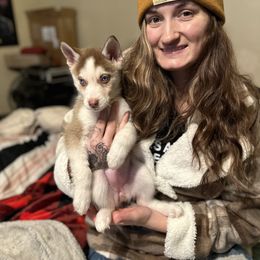 Siberian Husky Puppies from Feazell’s Siberian Huskies