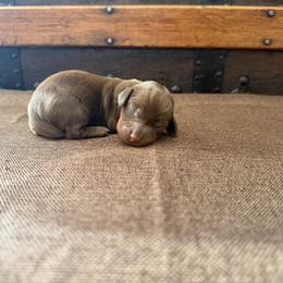 Bingo - Chocolate and tan female Dachshund puppy in Clifton, Idaho from Diamondline Doberman