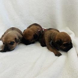 Boerboel Puppies from Southern Pride Boerboels