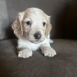 Firefly - Piebald male Dachshund puppy in Highland, California from BAES Teufelshunde