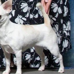 Chatter - Chihuahua