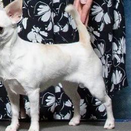 Chatter - Chihuahua