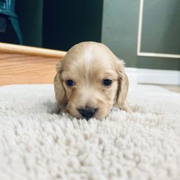 Boy 1 - Red male Dachshund puppy in Silverdale, Washington from Guiley Doxies