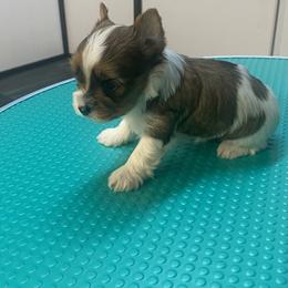 Yorkshire Terrier Puppies from Klassie Kreations Yorkie’s