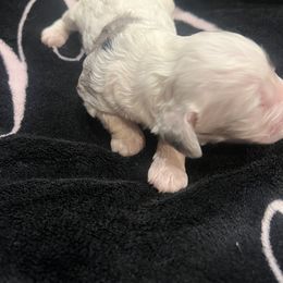 Hammer - male Cockapoo puppy in Wellington, Kansas from Brian’s Puppies