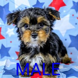 Boy 2 - Black and tan male Yorkshire Terrier puppy in Bay County, Florida from Love My Yorkie Babies