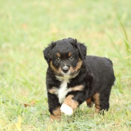 Taylor - Black tri male Miniature Australian Shepherd puppy in Fort Smith, Arkansas from Rye Hill Aussies