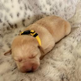 Yellow collar - Yellow female Labrador Retriever puppy in Tekonsha, Michigan from Asher Acres Labs