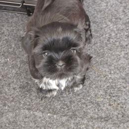 Female 3 - Black female Shih Tzu puppy in Riverview, Florida from Dancing Sun Breeding