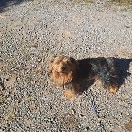 Bleep - Yorkshire Terrier