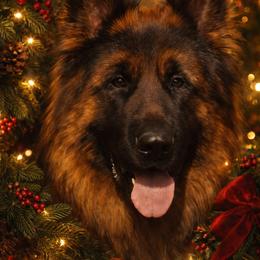 German Shepherd Puppies from Brooks High Quality Breeders