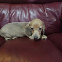 Red - Fawn (isabella) and cream male Dachshund puppy in Mulberry, Florida from J's Mini Dachshunds