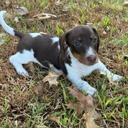 Honey AKC FULL - Piebald female Dachshund puppy in Gentry, Arkansas from Sweet As Pie Doxies