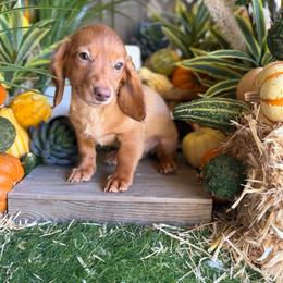 Betty - Red female Dachshund puppy in Wills Point, Texas from Duck Creek Farm