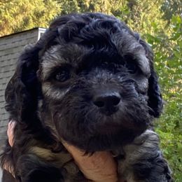 Black and tan , periwinkle collar - Black and tan female Cockapoo puppy in Lake Stevens, Washington from Maranatha Cockapoos