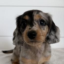 Hank - Dapple male Dachshund puppy in Callahan, Florida from Little Foot Kennels