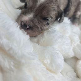 Rhett - male Golden Mountain Doodle puppy in Palestine, Texas from KK's Doodle Bunch