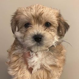 Maltese and Morkies from Bernee’s Babies
