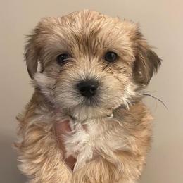 Maltese and Morkies from Bernee’s Babies