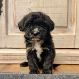 Male 1 - Black male Havapoo puppy in Brooksville, Florida from Kruger Doodles