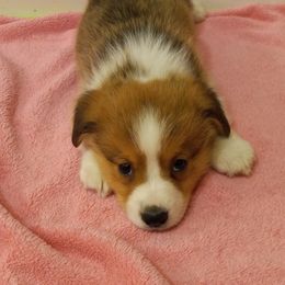 Pembroke Welsh Corgi Puppies from Havaheart Corgis