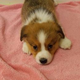 Pembroke Welsh Corgi Puppies from Havaheart Corgis