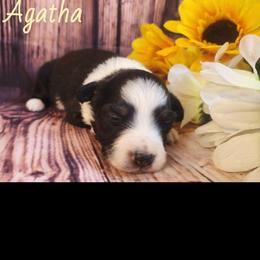 Agatha - Black tri female Miniature Australian Shepherd puppy in Macomb, Missouri from Faunus Farms and Aussies