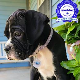 Lavender Collar - Brindle female Boxer puppy in Pass Christian, Mississippi from Amanda's Boxers