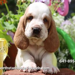 Rummy - Red and white male Basset Hound puppy in Pollock, Missouri from Northstar