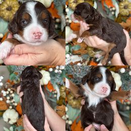 Gabs - Tri-color female Bernedoodle puppy in Yuciapa, California from AlltheDoodlez_