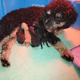 Poodle puppies from Nebraska K9's