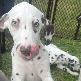 Black Boy - White and liver brown Dalmatian puppy in Lakeland, Florida from Ink Spot Canines