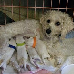 Australian Cattle Dog and Maltipoo Puppies from Cowgirl's Legacy