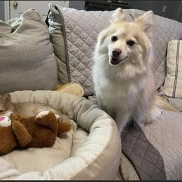 Pomsky Puppies from Furever Pomskies