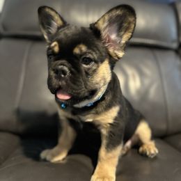 French Bulldog Puppies from Chanel & Co Frenchies