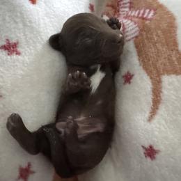 Yogi - Chocolate male Dachshund puppy in Summit, South Carolina from Doxies4Paws