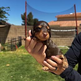Charlie - Chocolate and tan male Dachshund puppy in Moreno Valley, California from rdachshunds