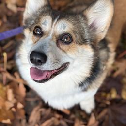 Pumpkin - Pembroke Welsh Corgi