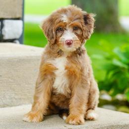 Spicy - Chocolate merle female Bernedoodle puppy in Dundee, Ohio from Down Home Doodle