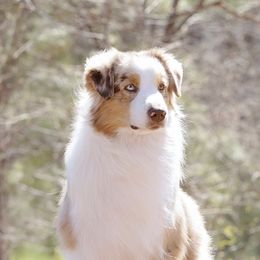 Australian Shepherds from Gemmell Australian Shepherds