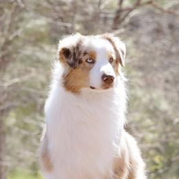 Australian Shepherds from Gemmell Australian Shepherds
