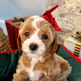 Carter (green collar) - Red  female Goldendoodle puppy in Knoxville, Tennessee from Graystone Doodles