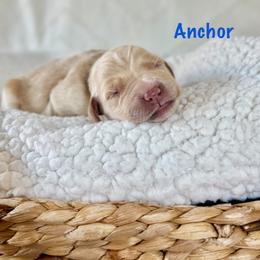Anchor - Golden male Golden Retriever puppy in San Bernardino, California from Thegoldendreams1